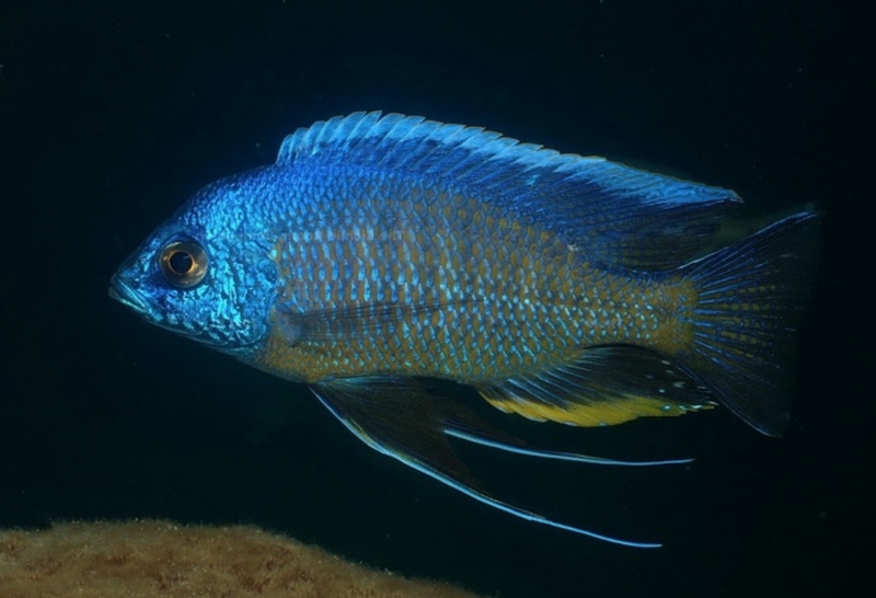 Copadichromis borleyi 'Zimbawe Rock'